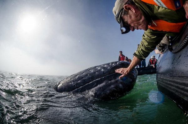 Морская прогулка с китами для самых смелых (21 фото)