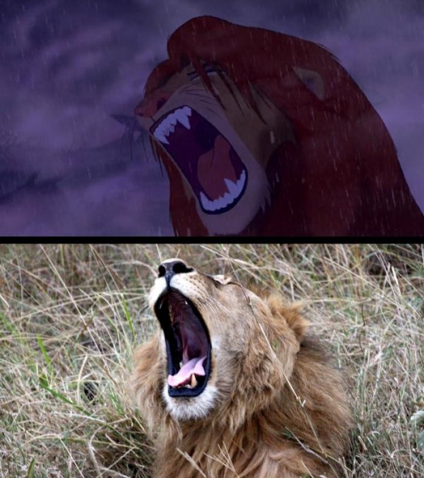 Персонажи мультфильма Король лев в реальной жизни (24 фото)