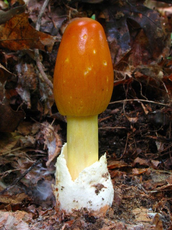 Самые необычные и красивые в природе грибы (15 фото)