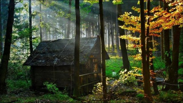 Дома в лесу (19 фото)