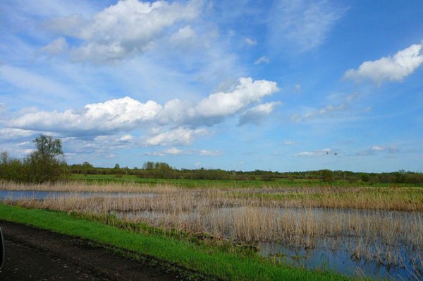 Васюганские болота: гигантский естественный фильтр (7 фото)
