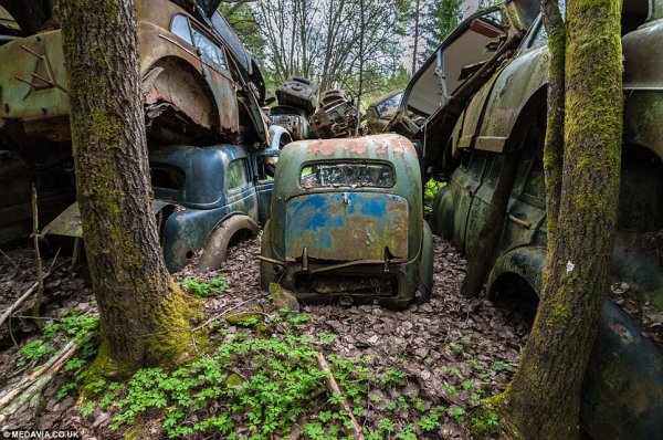 Автомобильное кладбище в шведском лесу (15 фото)