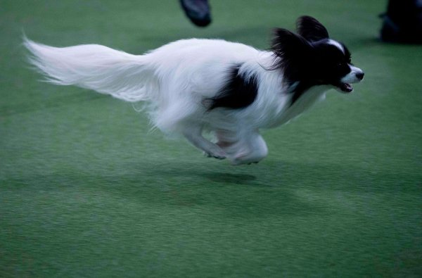 Выставка собак Westminster Kennel Club Dog Show в Нью-Йорке (11 фото)