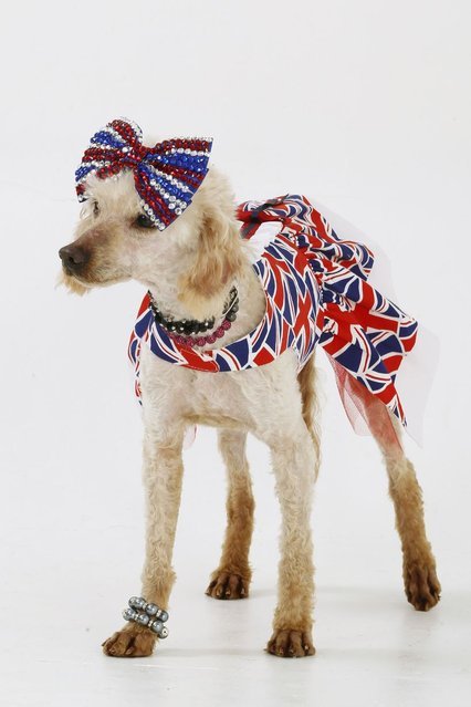 Любительница собак из Британии потратила 49 758 долларов на девять своих домашних любимцев (11 фото)