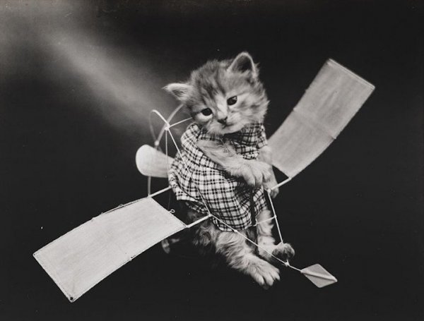 Очаровательные щенки и котята в ретро-снимках Гарри Уиттера Фриса (12 фото)