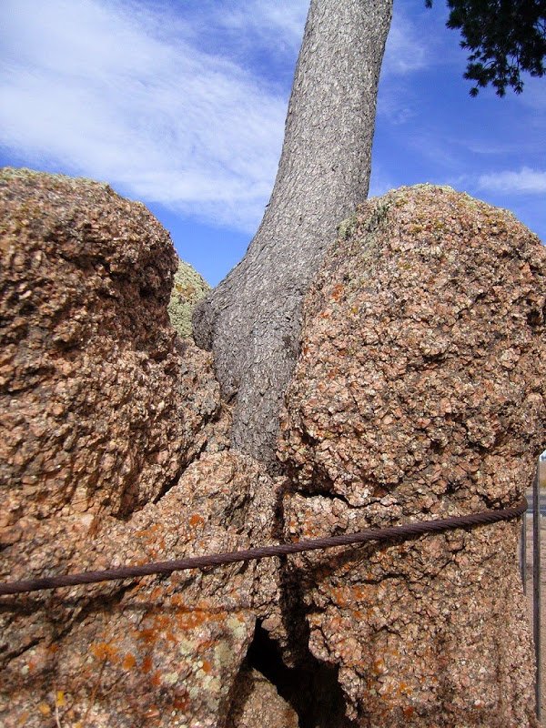 Дерево в камне в штате Вайоминг (5 фото)