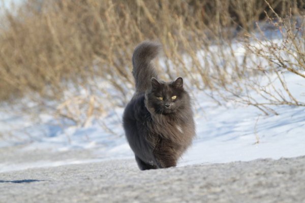 Величественный кот Зигмунд Серый (8 фото)