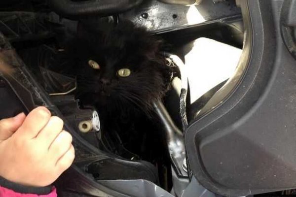 Счастливое освобождение кошки, провёдшей под капотом автомобиля 2 недели (4 фото + видео)