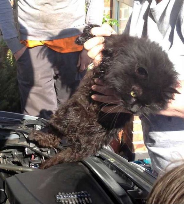 Счастливое освобождение кошки, провёдшей под капотом автомобиля 2 недели (4 фото + видео)