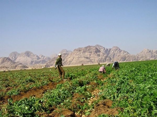 Rum Farm: ферма в иорданской пустыне (7 фото)