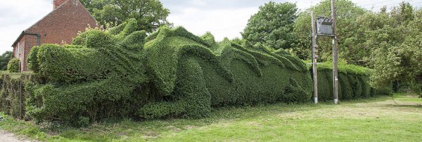 45-метровый дракон из живой изгороди (5 фото)