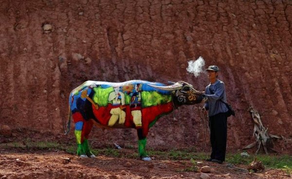 Соревнования по декоративной росписи буйволов в Китае (9 фото)