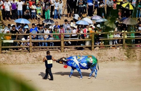 Соревнования по декоративной росписи буйволов в Китае (9 фото)