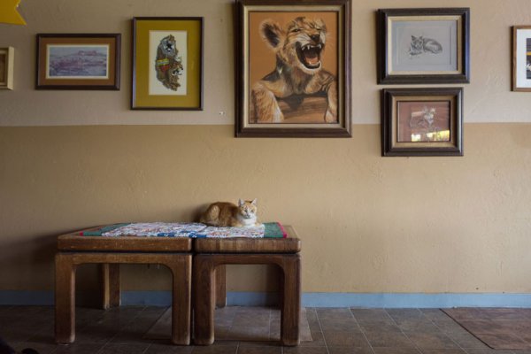 The Cat House on the Kings  - самый крупный в мире приют для кошек (22 фото)