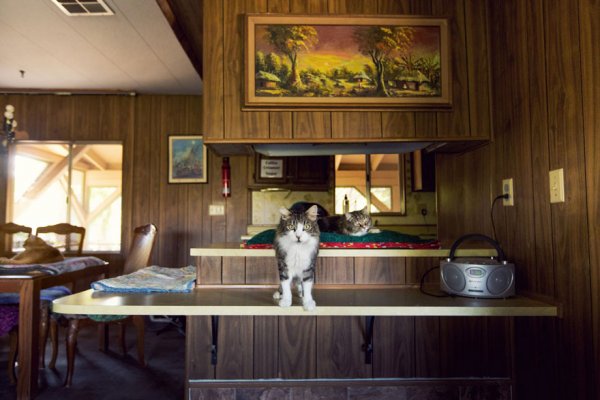 The Cat House on the Kings  - самый крупный в мире приют для кошек (22 фото)