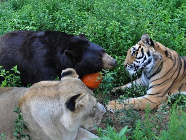 Невероятный пример дружбы между тремя хищниками (36 фото)