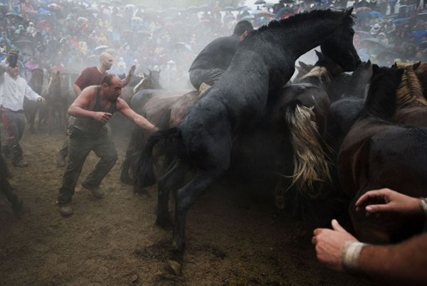 Массовое подстригание лошадей на фестивале Rapa das Bestas (15 фото)