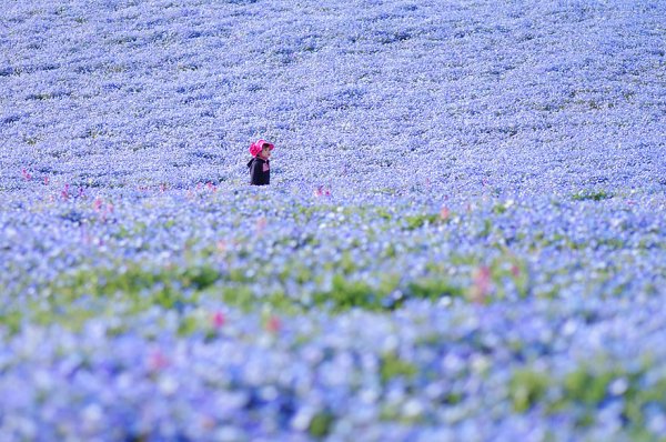 Голубой цветочный океан в японском парке Хитачи (9 фото)