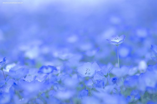 Голубой цветочный океан в японском парке Хитачи (9 фото)