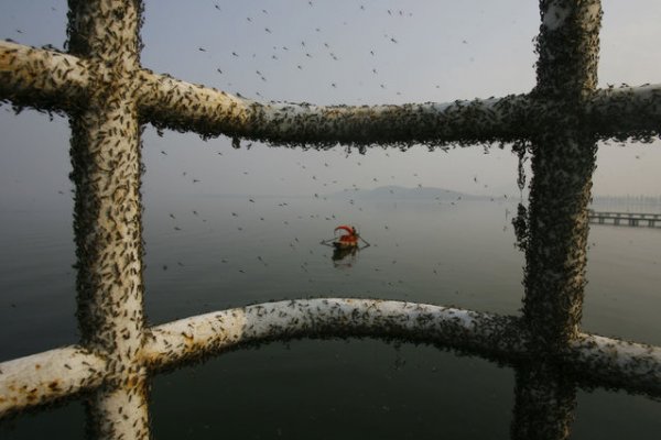 Загрязнение воды в Китае (37 фото)