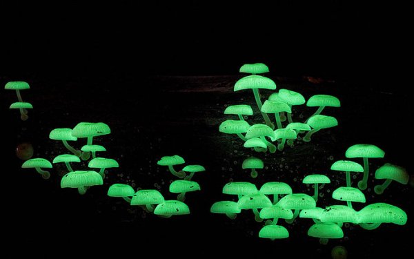 Царство грибов через объектив Стива Эксфорда (15 фото)