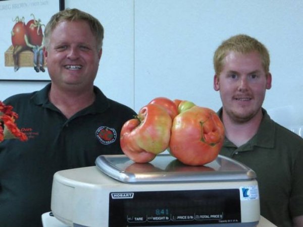 Самый большой томат 2014-го года вырастили в США (6 фото + видео)
