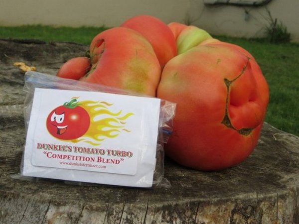 Самый большой томат 2014-го года вырастили в США (6 фото + видео)