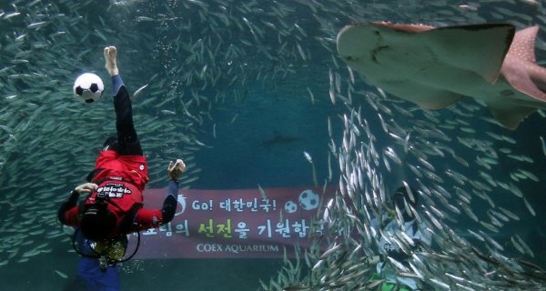 Подводный футбол в сеульском аквариуме COEX (7 фото + видео)
