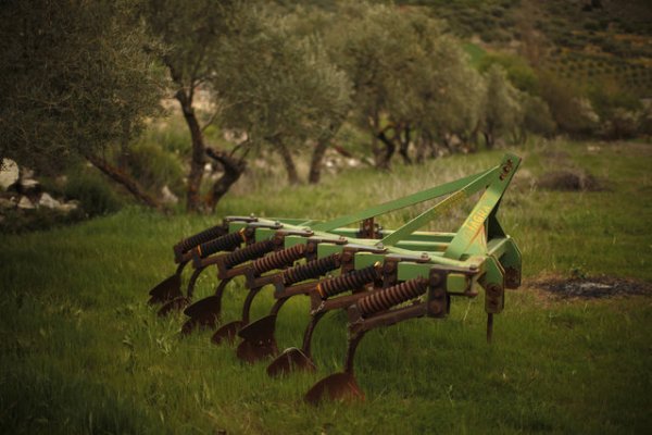 Сбор урожая оливок (20 фото)