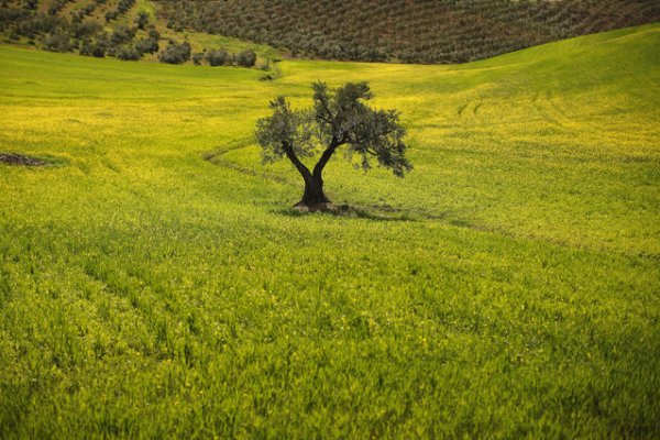Сбор урожая оливок (20 фото)