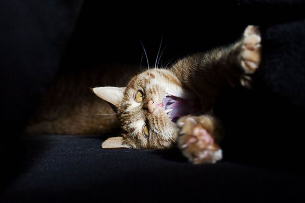 Зевающий кот Люччи (12 фото)