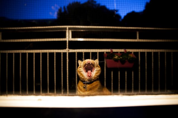 Зевающий кот Люччи (12 фото)