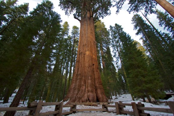 Топ-5 самых высоких деревьев на планете
