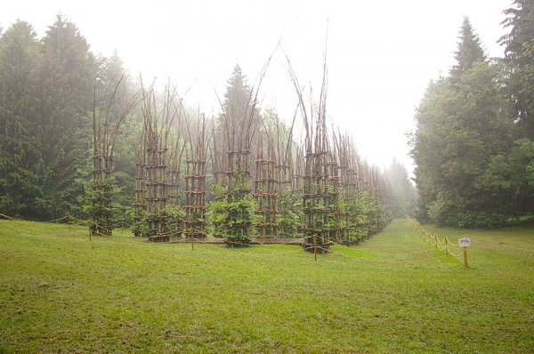 Величественный собор, созданный из живых деревьев (13 фото)