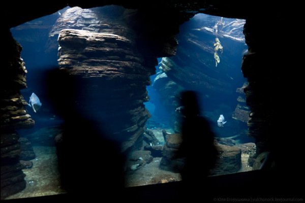 Лиссабонский океанариум в фотографиях (16 фото)