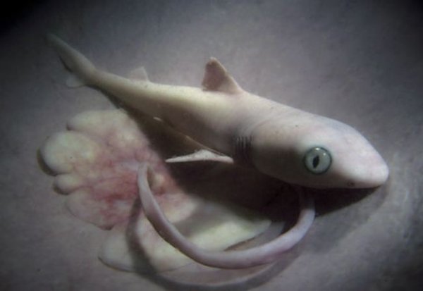 Сумасшедшие факты про акул, которые вы могли не знать (14 фото)