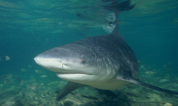 Сумасшедшие факты про акул, которые вы могли не знать (14 фото)