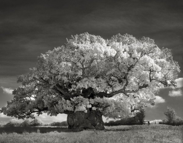 Древние деревья: женщина в течение 14 лет фотографировала самые старые деревья мира (20 фото)