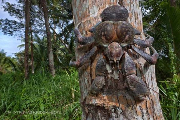 Пальмовые воры – гости из кошмаров (10 фото)