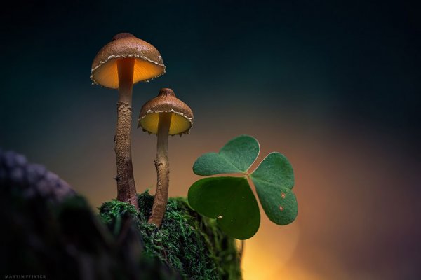 Светящиеся грибы в сказочном мире Мартина Пфистера (14 фото)