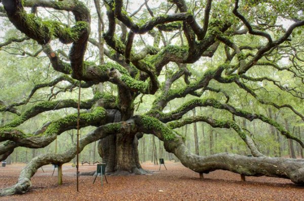 Самые потрясающие деревья на планете (10 фото)