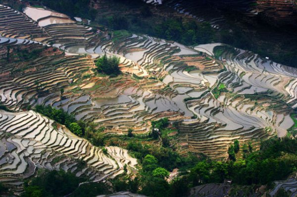 Завораживающая красота рисовых террас в фотографиях (25 фото)