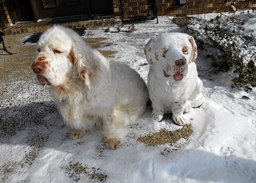 Топ-10: Удивительные копии собак из снега