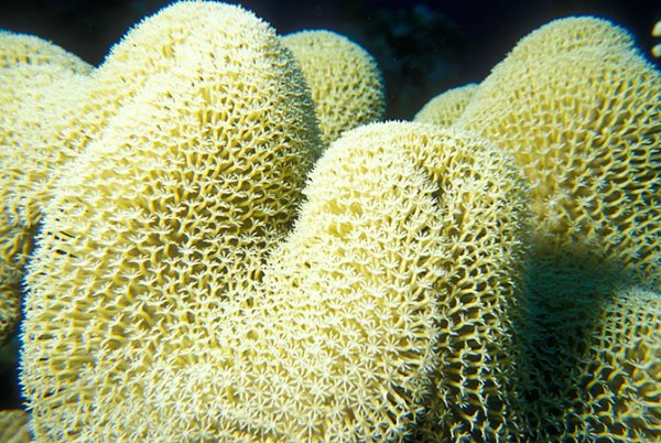 Потрясающая красота кораллов (21 фото)