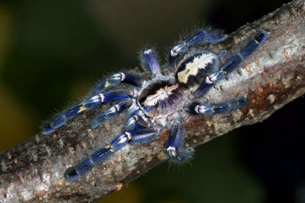 Металлический тарантул Poecilotheria metallica (17 фото)