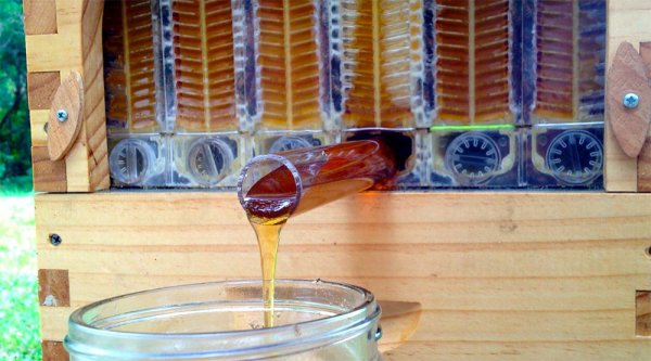 Ульи-новинки, извлекающие мед, не тревожа пчел (5 фото + видео)