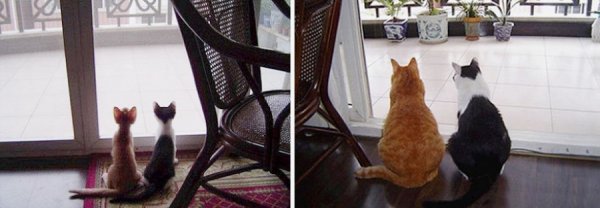 Кошки тогда и сейчас (14 фото)