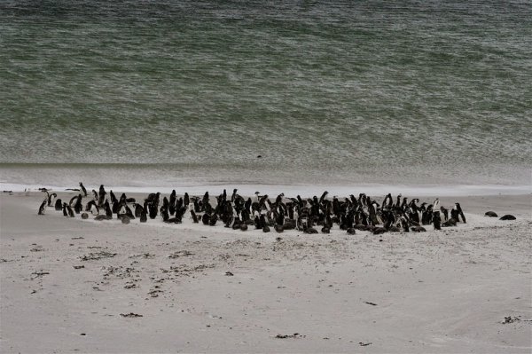 Минные поля Фолклендских островов стали домом целой популяции пингвинов (8 фото)