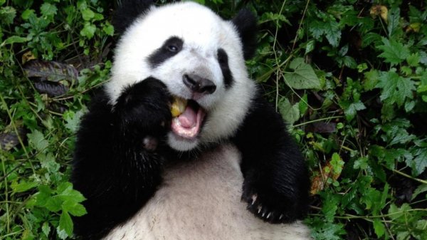 Райская жизнь больших панд в Китае (28 фото)