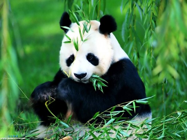 Райская жизнь больших панд в Китае (28 фото)
